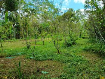 Dijual Tanah Ubud Tegellalang View Lembah Akses Masuk Jalan Beton