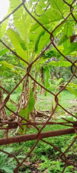 Sell Tanah: Dijual tanah kosong