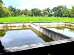 thumbnail-tanah-shmp-view-cantik-sawah-subur-ada-kolam-shm-1