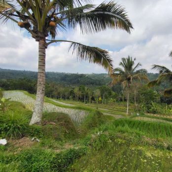 Dijual lahan di Payangan Ubud view lembah cliff hutan dan sawah