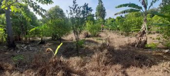 Sell Tanah: Jual kebun cengkeh