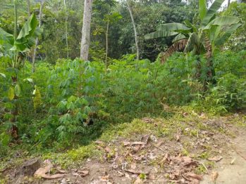 Cocok untuk bikin rumah atau Villa