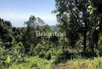 Tanah Kebun Cengkeh daerah Buleleng