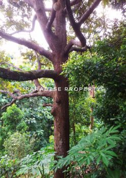 Dijual Kebun Cengkeh Dan Durian Area Madiun