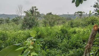 Di Jual Cepat Kebun Murah,Luas 4600m²