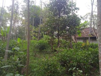 Dijual Murah Tanah 4099 m2 Kebun Manggis Cengkeh di Bojong Purwakarta