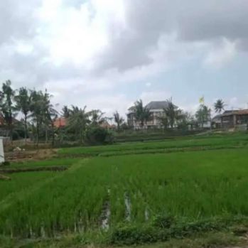 TANAH TERMURAH DISEWAKAN DI TUMBAK BAYUH 20 Are