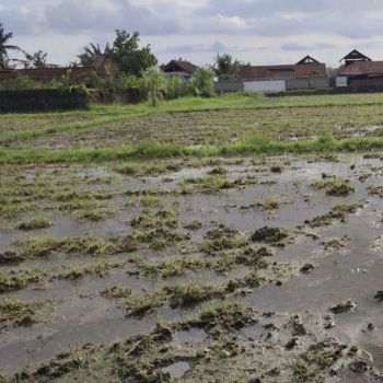 Dijual Murah Tanah Di Nyitdah Dekat Kedungu Dan Tanah Lot Tabanan*