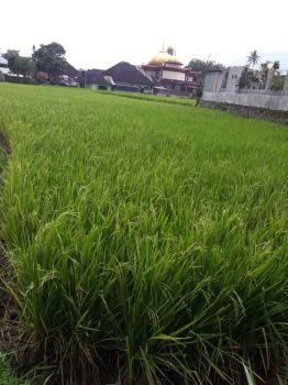 JUAL TANAH LUAS 1310m² MURAH | Akses Keluar Masuk Hanya Jalan setapak