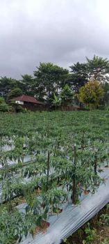 Tanah Luas Tugu puncak