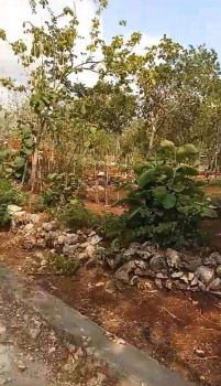 Di jual tanah murah area ring 1 Kampus UNY Gunungkidul jogja