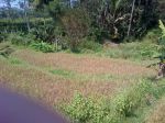 thumbnail-tanah-sawah-gulon-kabupaten-magelang-5