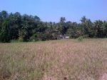 thumbnail-tanah-sawah-gulon-kabupaten-magelang-6