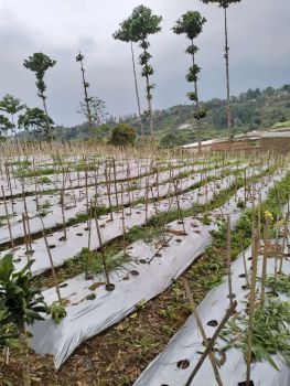 Tanah di desa Kuta taman sapari puncak bgr harga 150rb/m