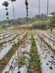 thumbnail-tanah-di-desa-kuta-taman-sapari-puncak-bgr-harga-150rbm-8