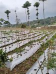 thumbnail-tanah-di-desa-kuta-taman-sapari-puncak-bgr-harga-150rbm-0