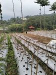 thumbnail-tanah-di-desa-kuta-taman-sapari-puncak-bgr-harga-150rbm-9