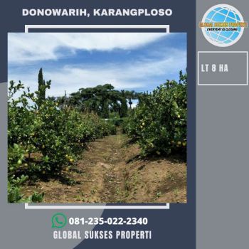 Tanah Perkebunan Jeruk produktif dan luas di karangploso