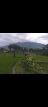 Di jual tanah sawah bogor