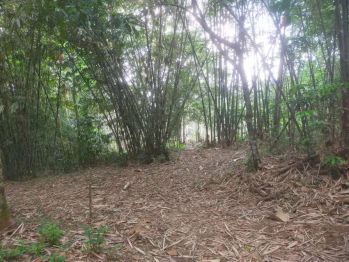 TANAH SELUAS 50 HEKTAR MINIMAL PEMBELIAN 1000 METER MASUK MOBIL