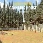 thumbnail-cannabis-house-beli-1-rumah-gratis-10-bonus-melimpah-9