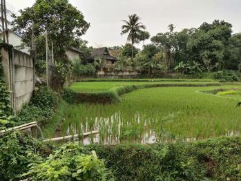 Di jual tanpa perantara tanah sawah produktif 3x panen dalam setahun