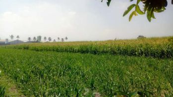 Dijual Tanah Kebun di Ampeldento Dekat Pintu Tol Pakis Kab. Malang