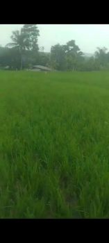 Tanah sawah subur cocok untuk vila buka usaha harga 300rb/m luas 4000