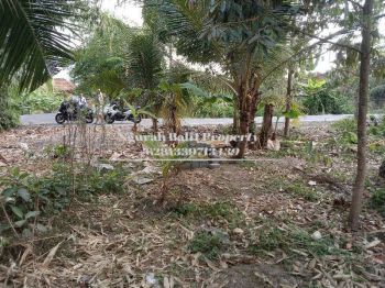 Disewakan Tanah Murah Luas 5,5 Are Link Villa Ubud