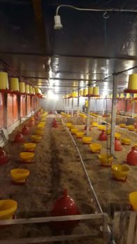 Jual Cepat Tanah dan Kandang Ayam Ungaran Dekat Exit Toll