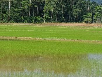 1623. Tanah Pertanian Sawah di Jl Bakka Bosso, Walenrang Utara