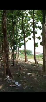 Sell Tanah: Kebon Jati di meger