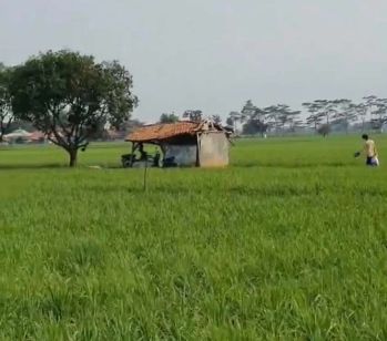 DIJUAL MURAH SAWAH BAGUS SELUAS 3,8 HEKTAR DALAM SATU HAMPARAN