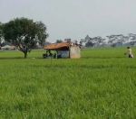 thumbnail-dijual-murah-sawah-bagus-seluas-38-hektar-dalam-satu-hamparan-0