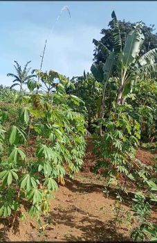 Jual tanah murah puncak Bogor