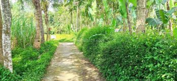 Tanah Sawah Murah Dekat Wisata Sumber Jenon Malang