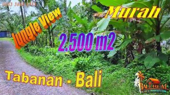 Under Market Price 2,500 Sqm In Selemadeg Tabanan