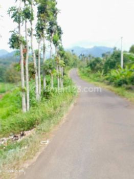 JUAL Tanah di Wonosalam, Jalan Raya Aspal, Jombang Jawa Timur