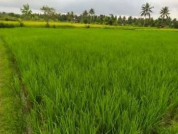 Di jual sebidang sawah