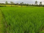 thumbnail-di-jual-sebidang-sawah-0