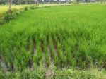 thumbnail-di-jual-sebidang-sawah-1