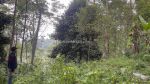 thumbnail-jual-tanah-kebun-pinggir-jalan-luas-851-m2-di-bojong-purwakarta-5