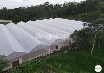 TANAH KEBUN MELON AKTIF DI NONGKO JAJAR PASURUAN