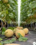 thumbnail-tanah-kebun-melon-aktif-di-nongko-jajar-pasuruan-4