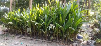 Sell Tanah: Tanah dan Kebun