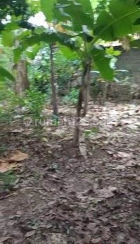 Tanah Kebun di Kp Babakan 1552 m² SHM
