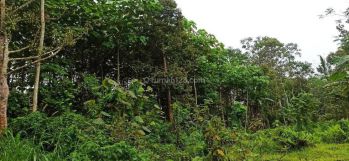 Tanah Murah di Perkebunan Desa Malang Raya