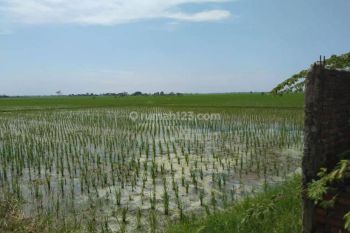 Sawah dan Pabrik Penggilingan Padi di Lemahabang
