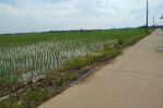 thumbnail-sawah-dan-pabrik-penggilingan-padi-di-lemahabang-12