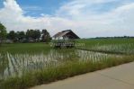 thumbnail-sawah-dan-pabrik-penggilingan-padi-di-lemahabang-13